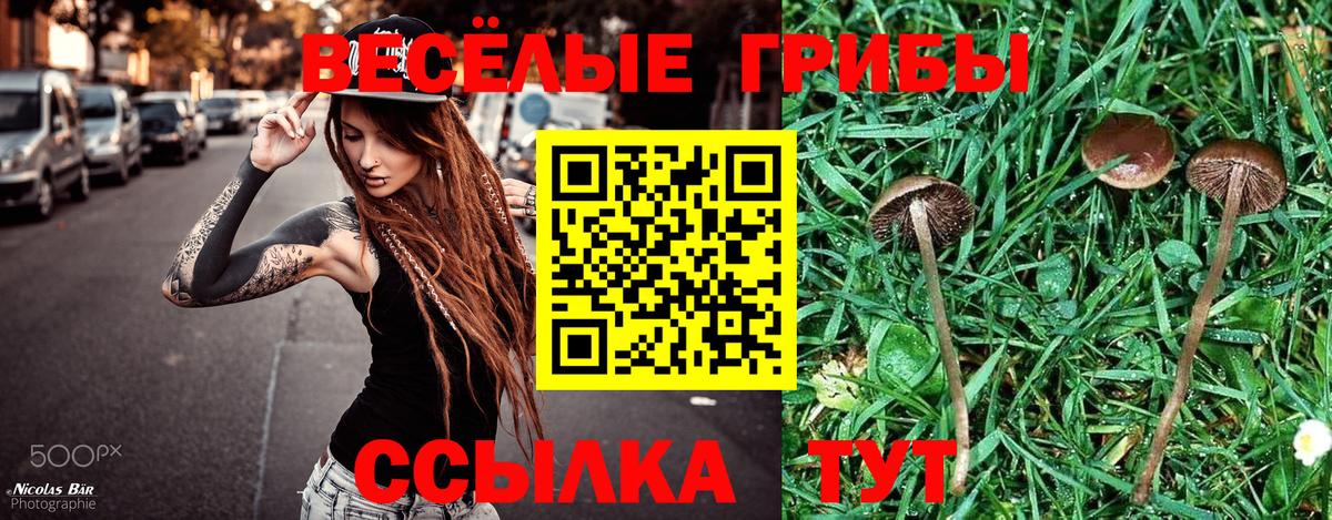 Галлюциногенные грибы Psilocybine cubensis Зерноград